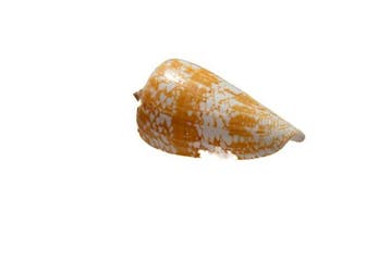 exclusief stuk  met herkomstgegevens/blad - oranje, Nieuw