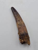 Spinosaure - Dent fossile - Spinosaur Aegyptiacus - 8 cm