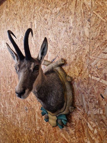 Chamois Support dépaule pour taxidermie - Rupicapra