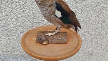 Eend Taxidermie volledige montage - Ringed teal - 30 cm - 30, Nieuw