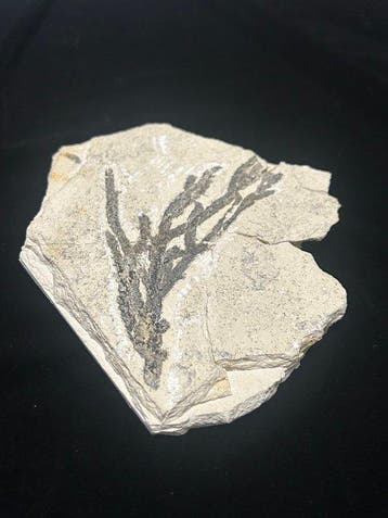 Conifère - Plante fossilisée - Brachyphyllum - 170 mm - 140