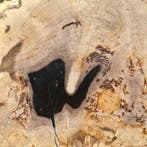 Magnifique tranche de bois pétrifié sur un socle
