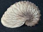 Nautilus Zeeschelp - S-216 ARGONAUTA HIANS (Zonder