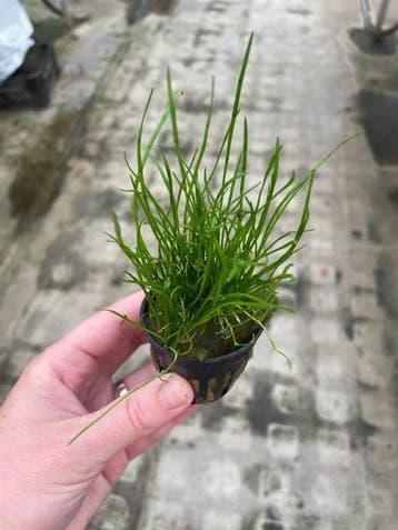 Lileaopsis Mauritius (Aquariumplanten, Aquarium producten), Verzenden, Plant(en), Steen of Hout