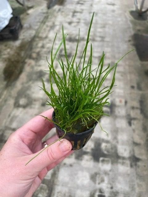 Lileaopsis Mauritius (Aquariumplanten, Aquarium producten), Dieren en Toebehoren, Vissen | Aquaria en Toebehoren, Plant(en), Steen of Hout