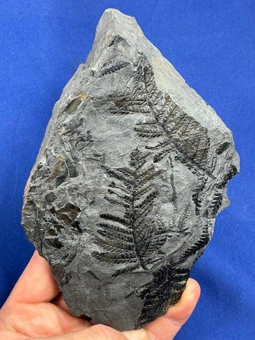 zeldzame delen van een gigantische carboniferische