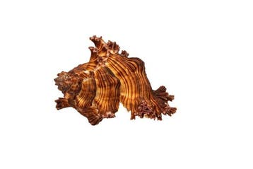 Stekelslak $$$ Verzamelobject Taxidermie wandmontage -