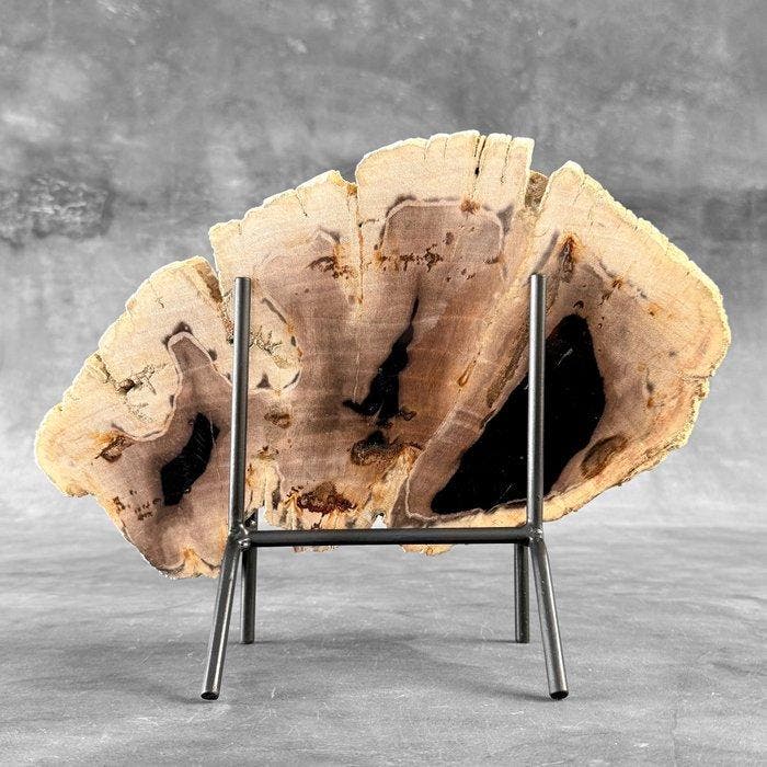 Magnifique tranche de bois pétrifié sur un socle, Antiquités & Art, Art | Objets design