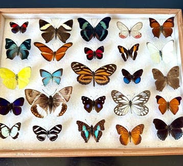 Compleet lot van 25 exotische dagvlinders in museum lade met, Nieuw