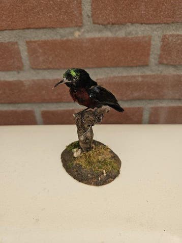 Ninja kolibri Taxidermie volledige montage - Kolibri ninja, Verzamelen, Dierenverzamelingen, Nieuw