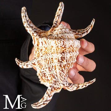 Lambis Shell zeeschelp - Hoogte: 190 mm - Breedte: 135 mm-, Verzamelen, Nieuw