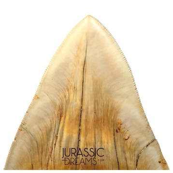 Topkwaliteit enorme 13,2 cm Megalodon-tand uit zeldzame