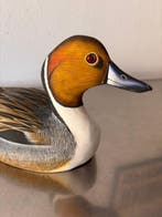 Lokeend - Affascinante Anatra Codone (Anas Acuta) 31 cm –