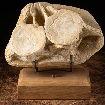 Fossiel fragment - Stunning Dinosaur Vertebra -