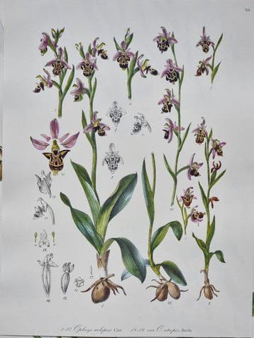 Barla,Jean Baptiste (1817-1896) - Lot. of 10 plates Flore, Antiquités & Art