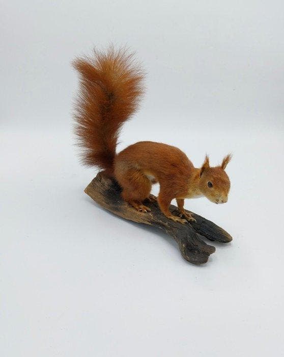 Écureuil rouge - Support de corps entier pour taxidermie -, Collections, Collections Animaux