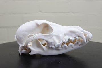 Domestic Dog Schedel - Canis l. familiaris - 8.5 cm - 7 cm -, Nieuw