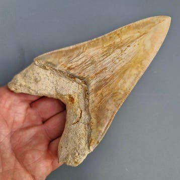 Grand requin mégalodon naturel - Dent fossile - megaselachus