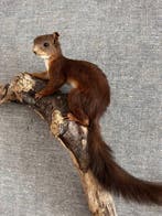 Red Squirrel - Taxidermie volledige montage - Sciurus, Nieuw