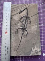 Reptile fossile: Keichousaurus -Trias - Animal fossilisé -