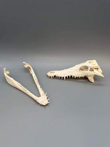 Nijlkrokodil Schedel van een reptiel - Crocodylus niloticus