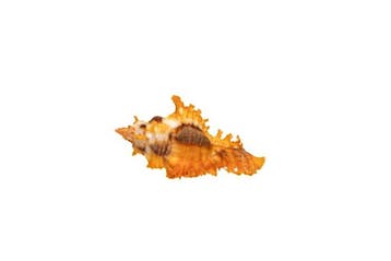 Chicoreus crocatus - Zeldzame saffraanmurex - Uitzonderlijk