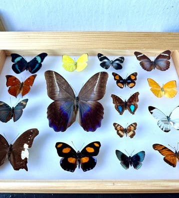 16x Exotische Nymphalidae incl. Eryphanis automedon,, Verzamelen, Nieuw