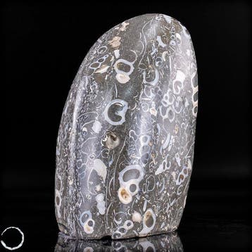 forme libre naturelle en agate de Turritella / pierre, Collections, Minéraux & Fossiles