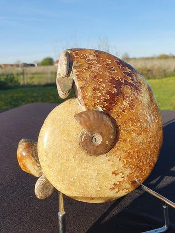 Animal fossilisé - Big Ammonite Fossil Aioloceras, amazing