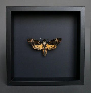 Mot Taxidermie volledige montage - Acherontia atropos - 23, Nieuw