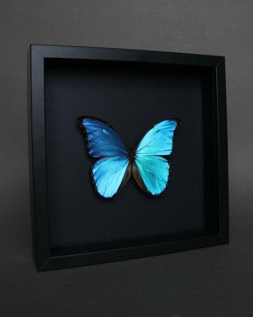 Vlinder Taxidermie volledige montage - Morpho didius - 23 cm, Antiek en Kunst