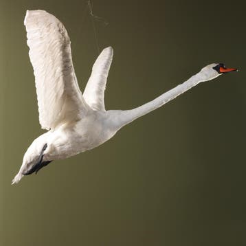 Zwaan Vliegend Taxidermie Opgezette Dieren By Max, Ophalen of Verzenden, Opgezet dier