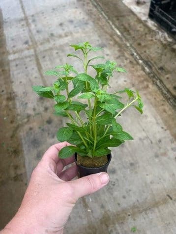 Ludwigia Palustris Groen (Aquariumplanten), Verzenden, Plant(en), Steen of Hout