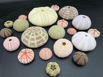 Oursin Coquillage marin - Echinodea sp