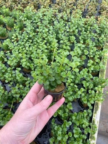 Lysimachia nummularia (Aquariumplanten, Aquarium producten), Verzenden, Plant(en), Steen of Hout