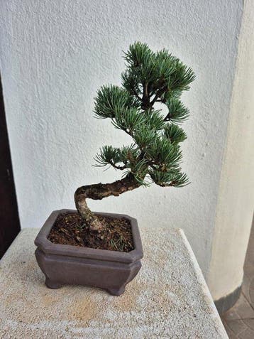 Den bonsai (Pinus) - Hoogte (boom): 27 cm - Diepte (boom):