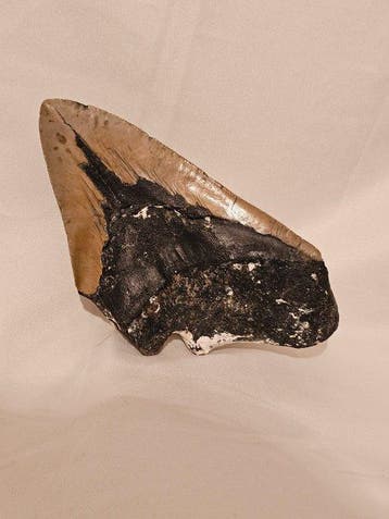 Megalodon - Fossiele tand - carcharodon megalodon - 16.46 cm