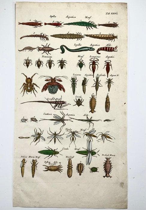Matthäus Merian (b1593) - hand coloured engraving: Aquatic, Antiquités & Art, Antiquités | Livres & Manuscrits