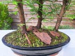 GROOT metasequoia bos in ruime bonsaischaal - Hoogte (boom):