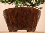 Bonsaï Genévrier (Juniperus) - Hauteur (arbre) : 12 cm -