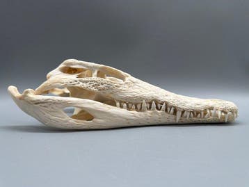 Nijlkrokodil Schedel - Crocodylus niloticus - 8 cm - 12 cm -, Nieuw