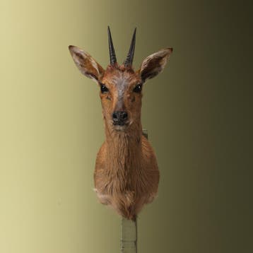 Duiker Taxidermie Opgezette Dieren By Max, Ophalen of Verzenden, Opgezet dier