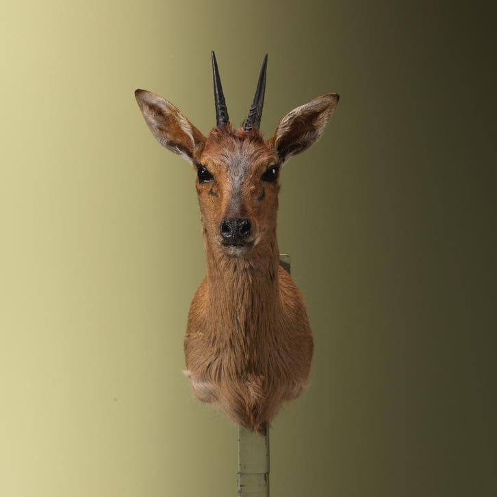 Duiker Taxidermie Opgezette Dieren By Max, Collections, Collections Animaux, Enlèvement ou Envoi