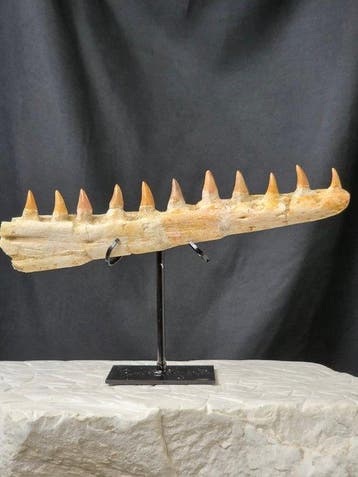 Mosasaure - Animal fossilisé - Mosasaur jaw from Morocco -, Verzamelen