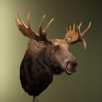 Amerikaanse Eland Taxidermie Opgezette Dieren By Max, Ophalen of Verzenden, Nieuw, Wild dier, Opgezet dier
