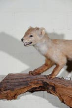 Stone Marten - Taxidermie volledige montage - Martes foina -, Nieuw
