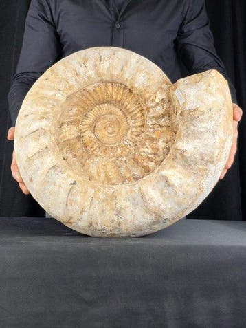 Ammonite géante - 31,5 kg - Coquillage fossilisé -, Verzamelen