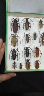 World multi Beetles ex French Mr Amédro Collection (39x26