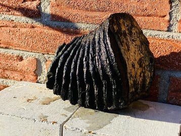 Mammouth laineux - Molaire fossile - 14 cm - 11 cm (Sans