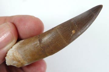 Plesiosaurus-tand - Fossiele tand - Zafarasaura oceanis -, Verzamelen
